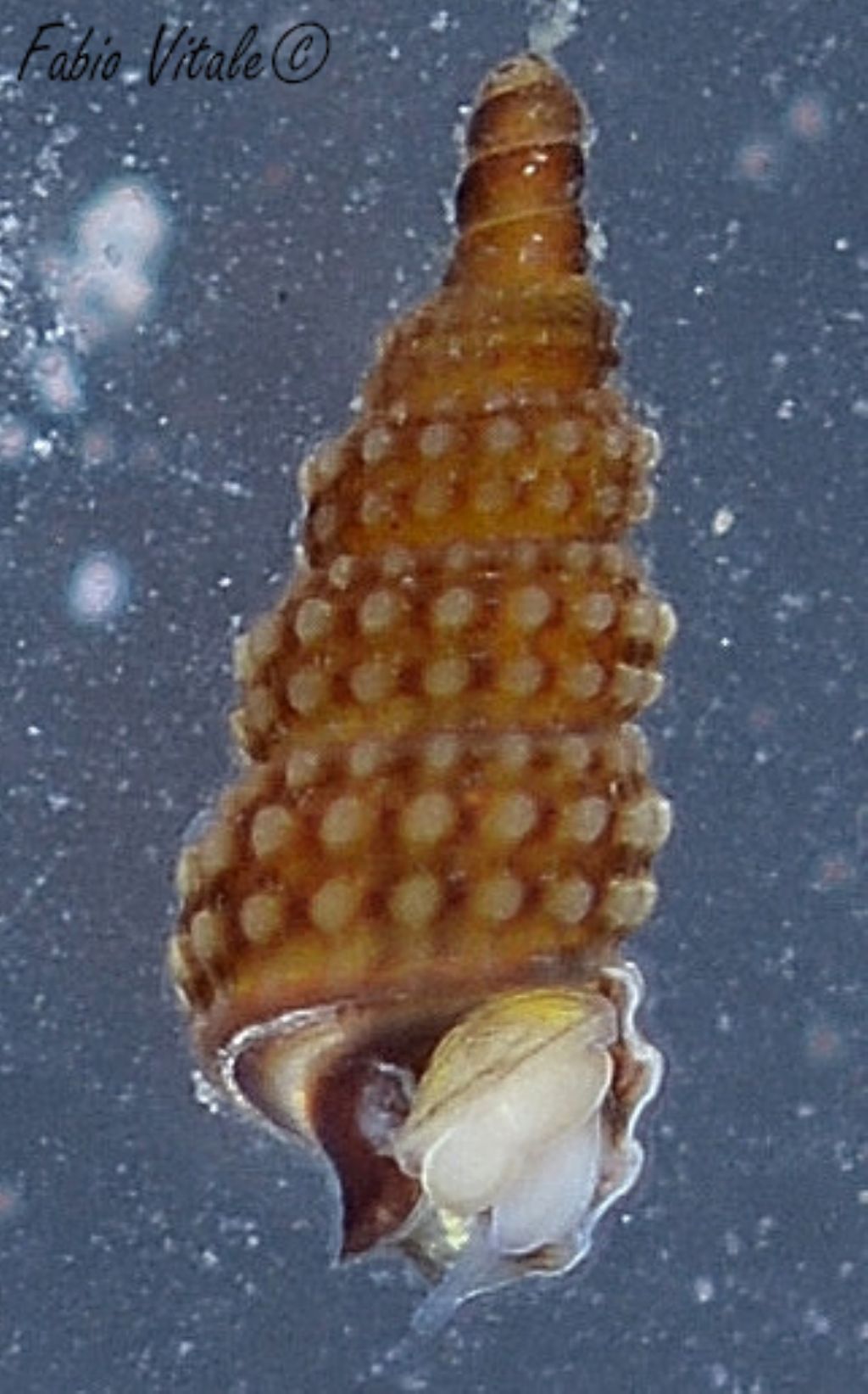 Cerithiopsis da identificare